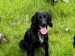 Cocker Spaniel dogs Cocker spaniel girl - Advert 18