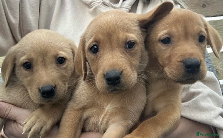 Labrador Retriever dogs - Advert 6