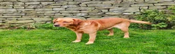 Labrador Retriever dogs for sale: Beautiful 7th Generation Labrador Puppies - Advert 2