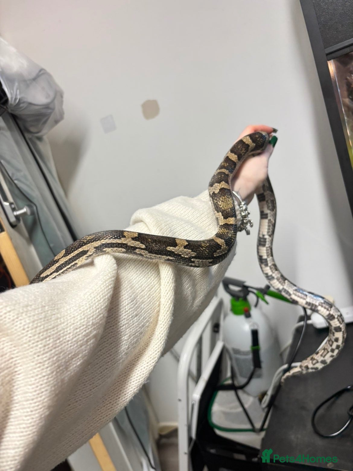 Corn Snake reptiles Corn snake  - Advert 13