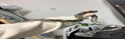 Corn Snake reptiles for sale: Corn snake  - Advert 1