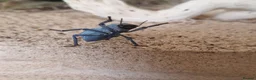 Mixed Breed invertebrates for sale: Blue death beetles/desert hairy scorpion cohabit - Advert 4