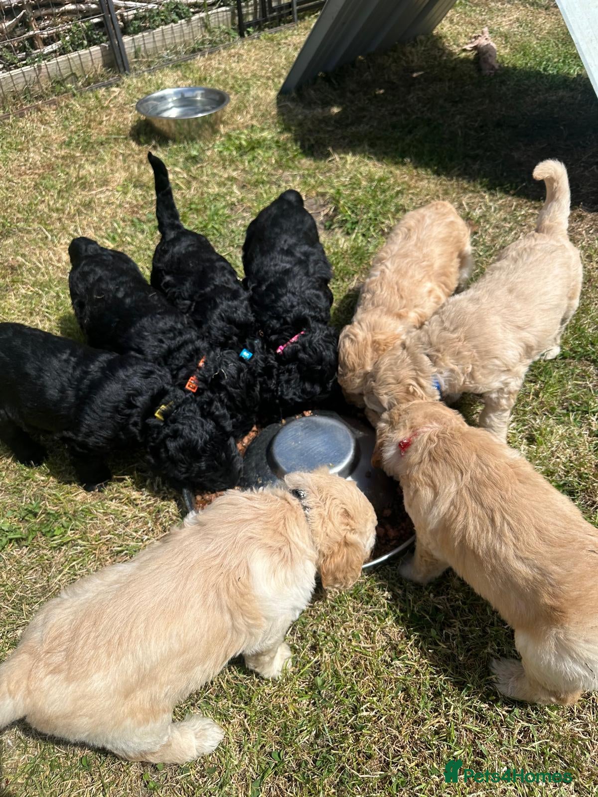 Goldendoodle dogs for sale: Beautiful Litter of Golden Doodles - Advert 4