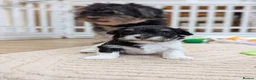 Havanese dogs for sale: Adorable Havanese Puppy Boy Available - Advert 10