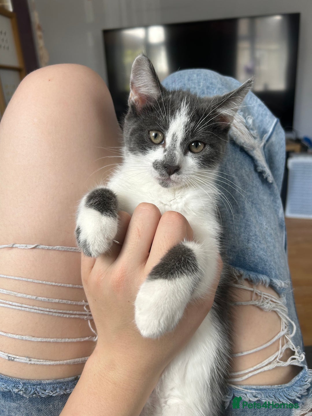 Mixed Breed cats for sale: 2 kittens for sale  - Image 1