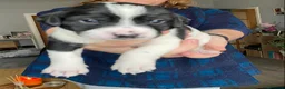 Mixed Breed dogs for sale: The cutest things looking for loving homes in Fraserburgh - Advert 4
