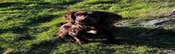 Cocker Spaniel dogs for sale: KC Registered Cocker Spaniels - Advert 14
