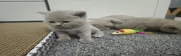 British Shorthair cats for sale: British short hair kittens  - Advert 12