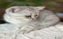 British Shorthair cats for sale: 💎Rare Silver & Spotted BSH Kittens ns 12 & n 24🐾 - Image 31