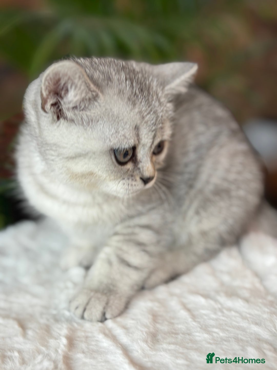 British Shorthair cats for sale: 💎Rare Silver & Spotted BSH Kittens ns 12 & n 24🐾 - Image 31