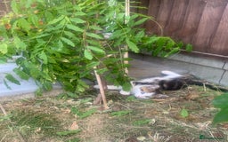 Mixed Breed cats for sale: Cute Tabby Kittens - Ready Now - Image 7