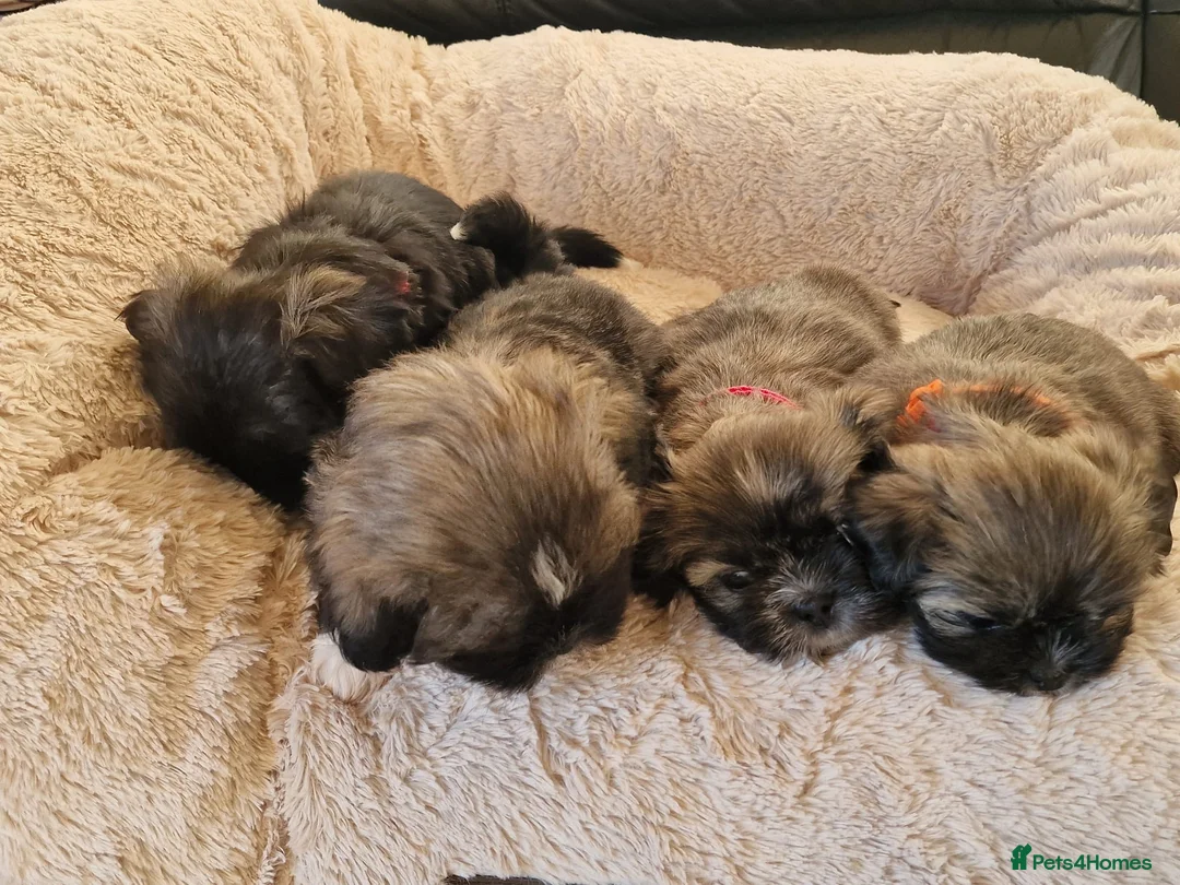 Shih Tzu dogs for sale: 🌸 Adorable Shih Tzu Puppies–ready for new Home ✨ in Deeside - Advert 2