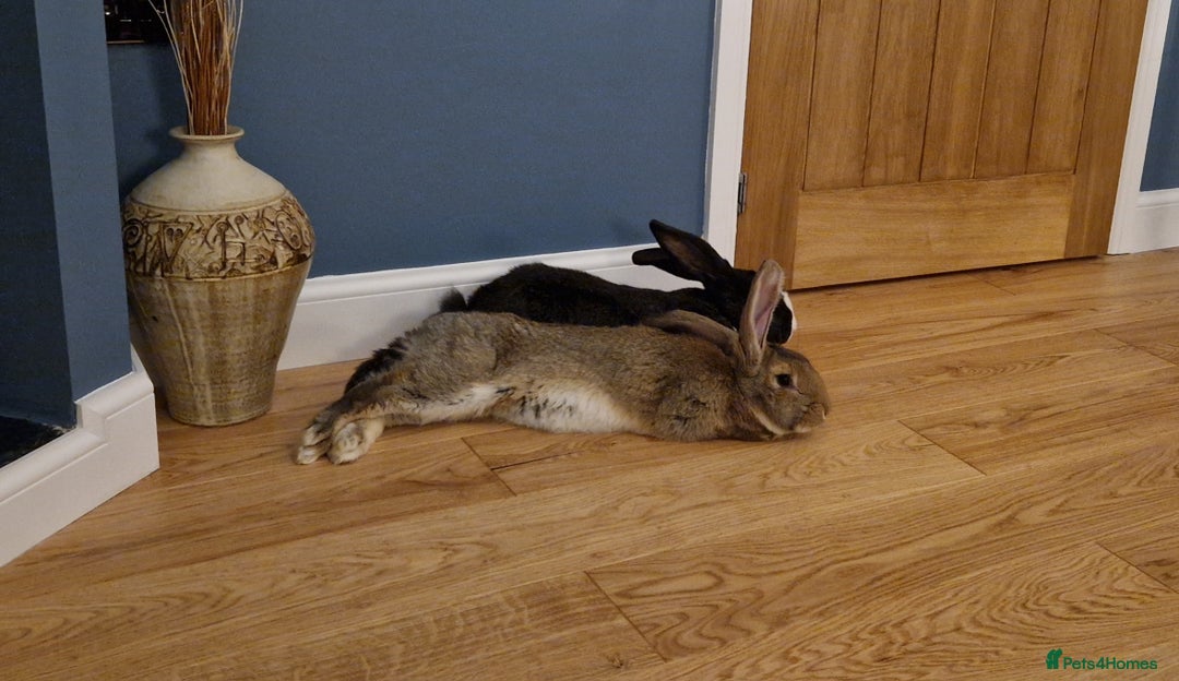 Continental Giant rabbits for sale: Giant continental cross  - Image 11