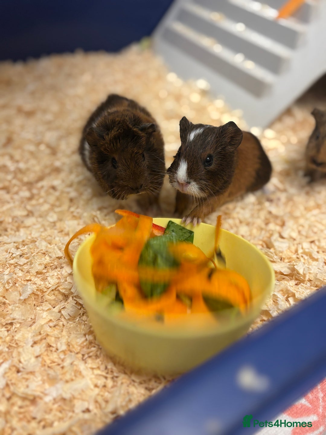 Guinea Pig rodents for sale: Two bonded male guinea pigs  - Image 1