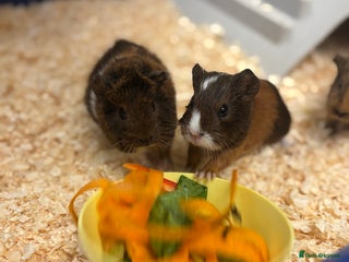 Guinea Pig rodents - Advert 1