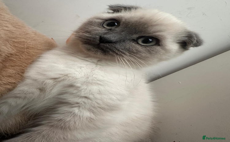 British Shorthair cats - Advert 2