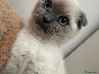 British Shorthair cats - Advert 24