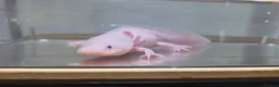 Axolotl reptiles for sale: Female Leucistic Axolotl in Coventry - Advert 2