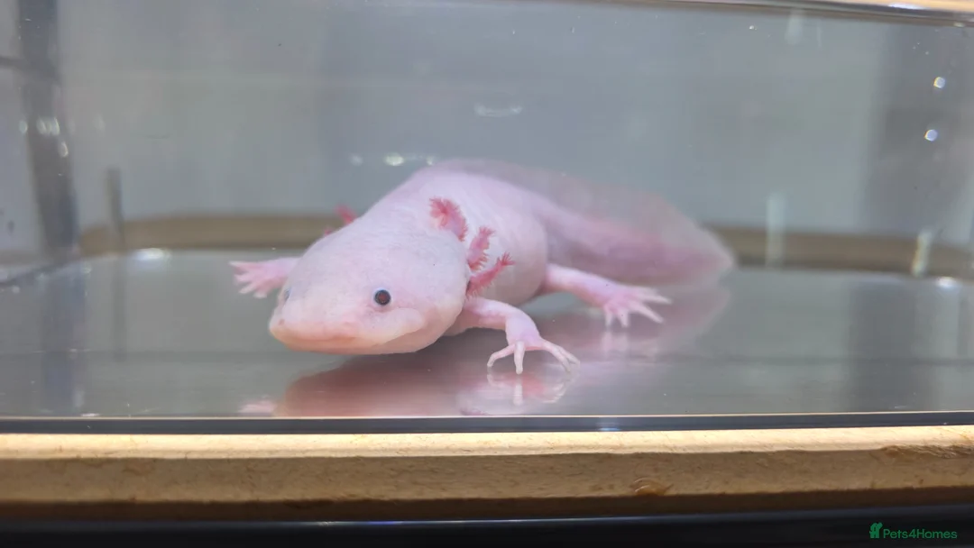 Axolotl reptiles for sale: Female Leucistic Axolotl in Coventry - Advert 2