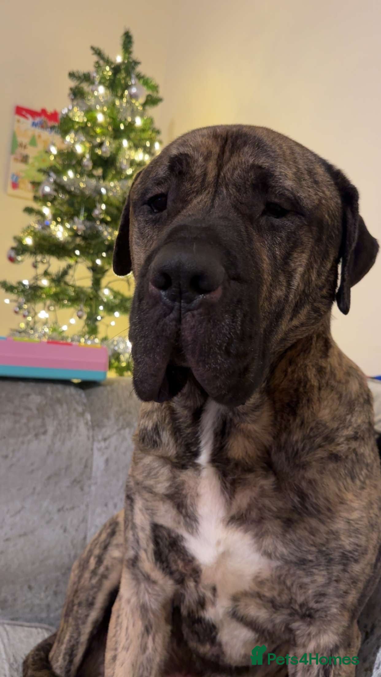 Presa Canario dogs Loving presa canario - Advert 1