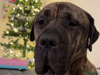 Presa Canario dogs Loving presa canario - Advert 1