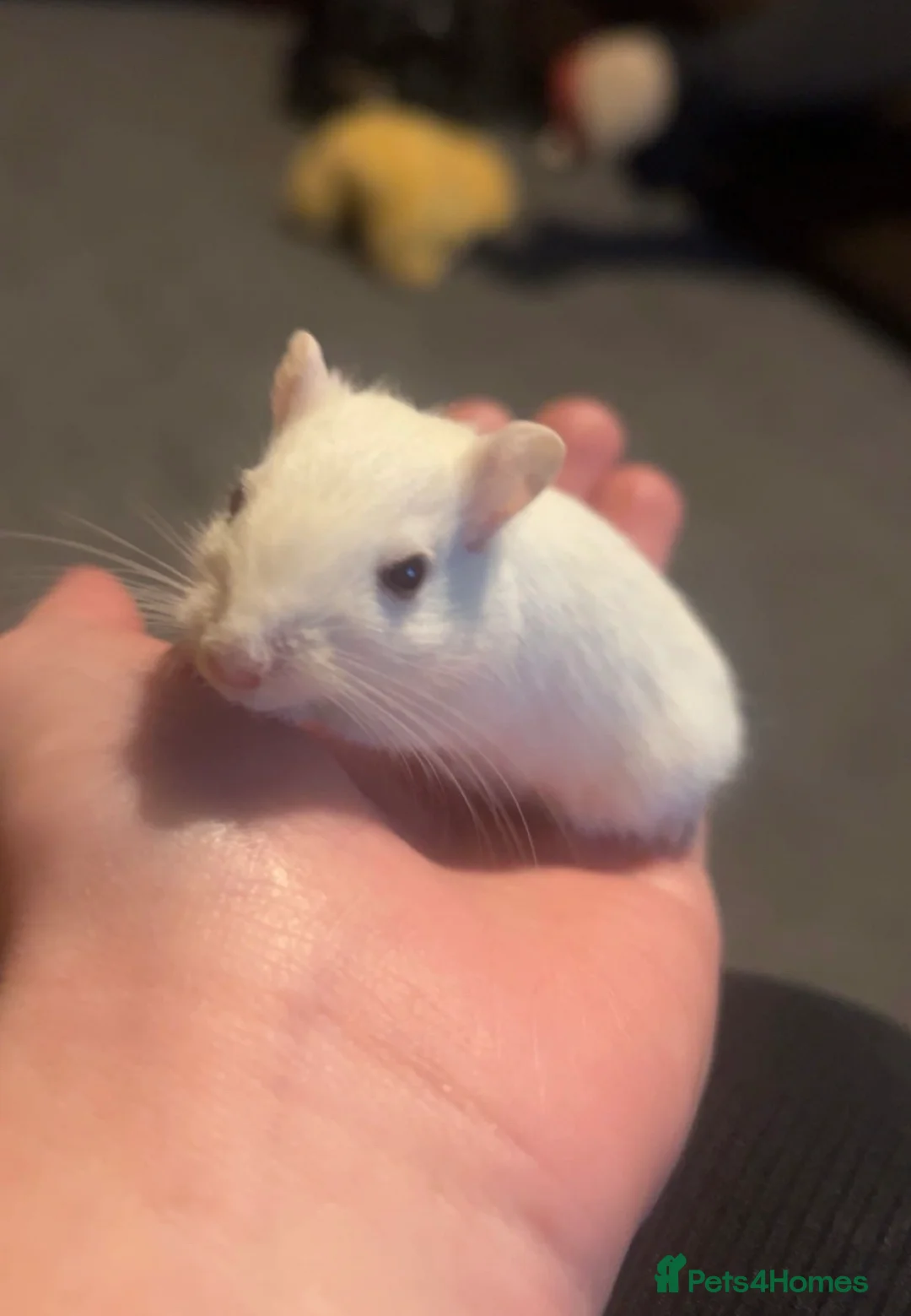 Gerbil rodents for sale: 2 Male gerbils  in Wrexham - Advert 2