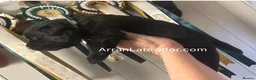 Labrador Retriever dogs for sale: Black Purebred Pedigree Show Line look Labradors - Advert 5
