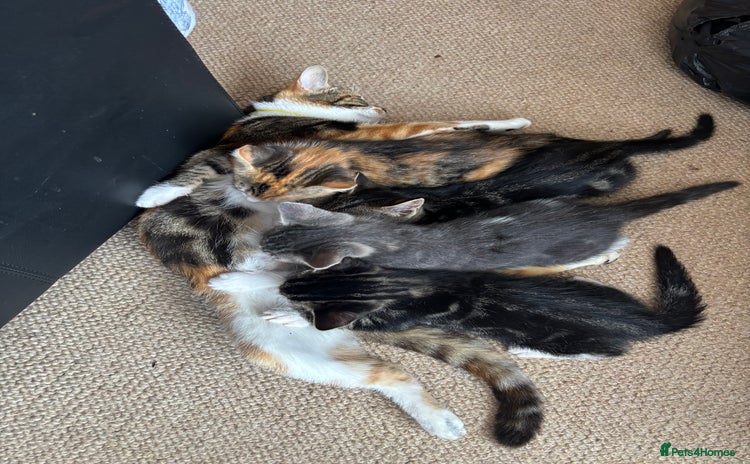 Domestic Shorthair cats for sale in Doncaster - Advert 1