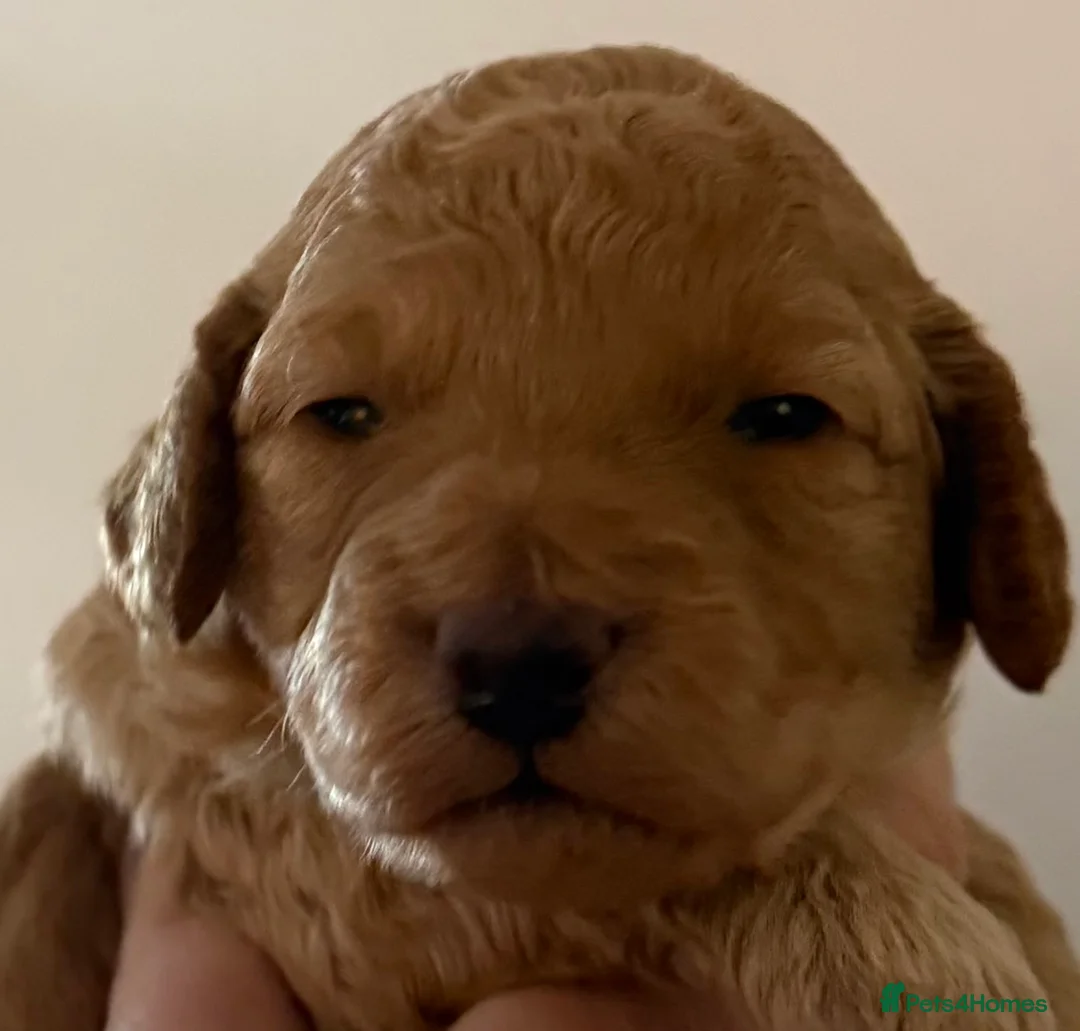 Miniature Poodle dogs for sale: All reserved Beautiful Miniature Poodle Puppies - Advert 40