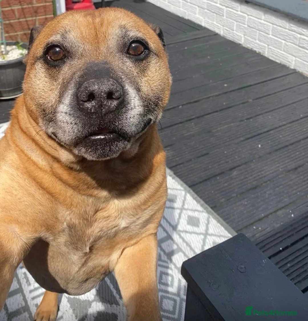 Staffordshire Bull Terrier dogs for sale: Rehoming of family pet - Advert 2