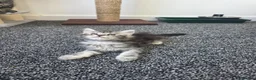 Maine Coon cats for sale: Maine coon pedigree kittens  - Advert 13