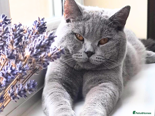 British Shorthair cats Your 5 Year Old Teddy-Bear Companion & Big Heart - Advert 18
