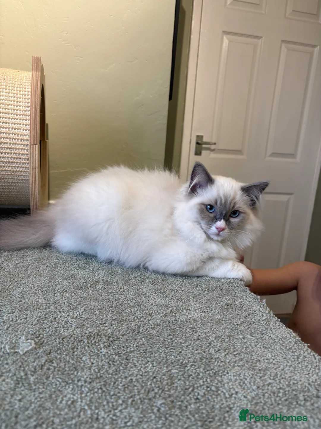 Ragdoll cats for sale: 2 boys ready now - Advert 5