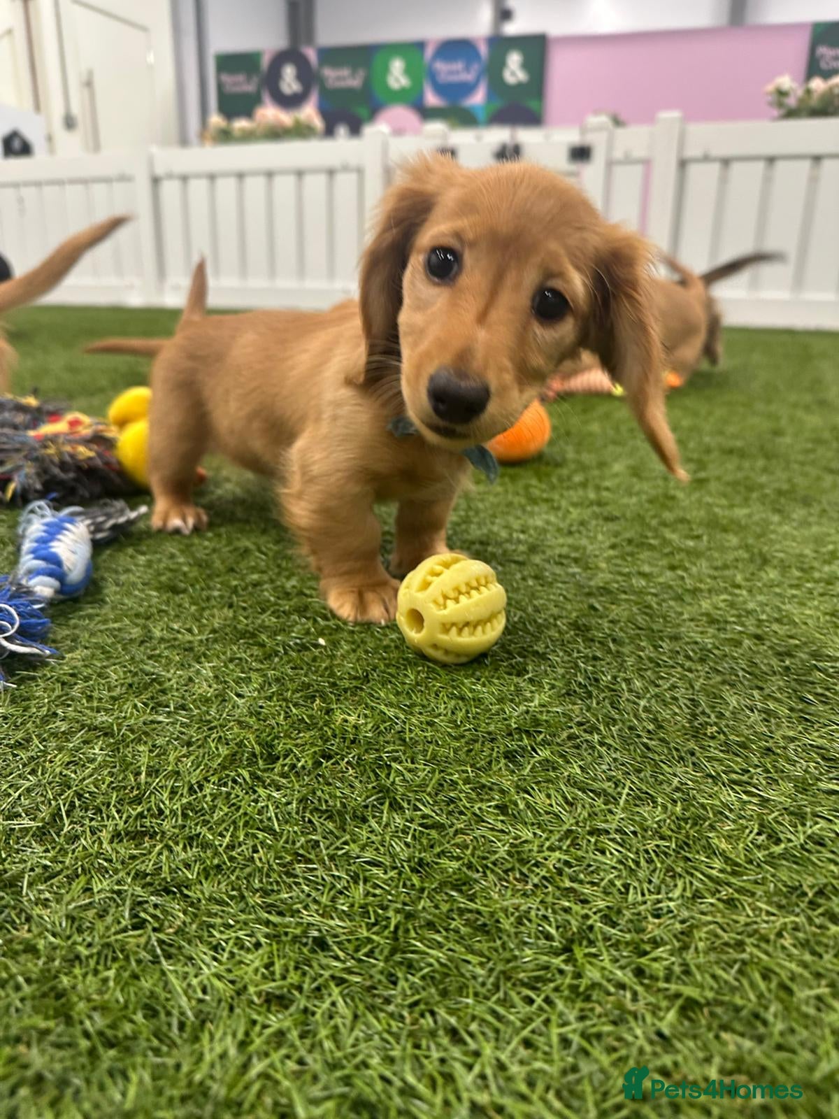 Miniature Dachshund dogs KC Reg cream L/hair Health Tested Mini Dachshund❤️ - Advert 2