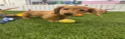 Miniature Dachshund dogs for sale: READYNOW KC cream L/H Health tested Mini Dachshund - Advert 3