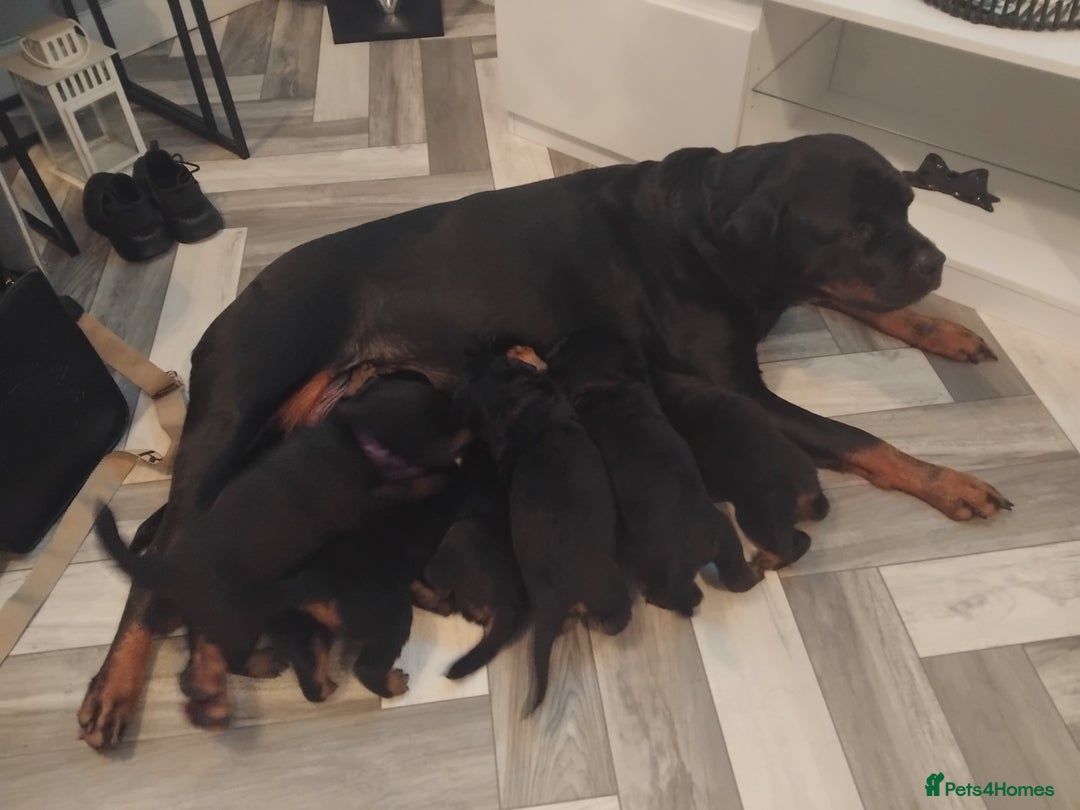 Rottweiler dogs for sale: Rottweiler puppies  - Advert 6