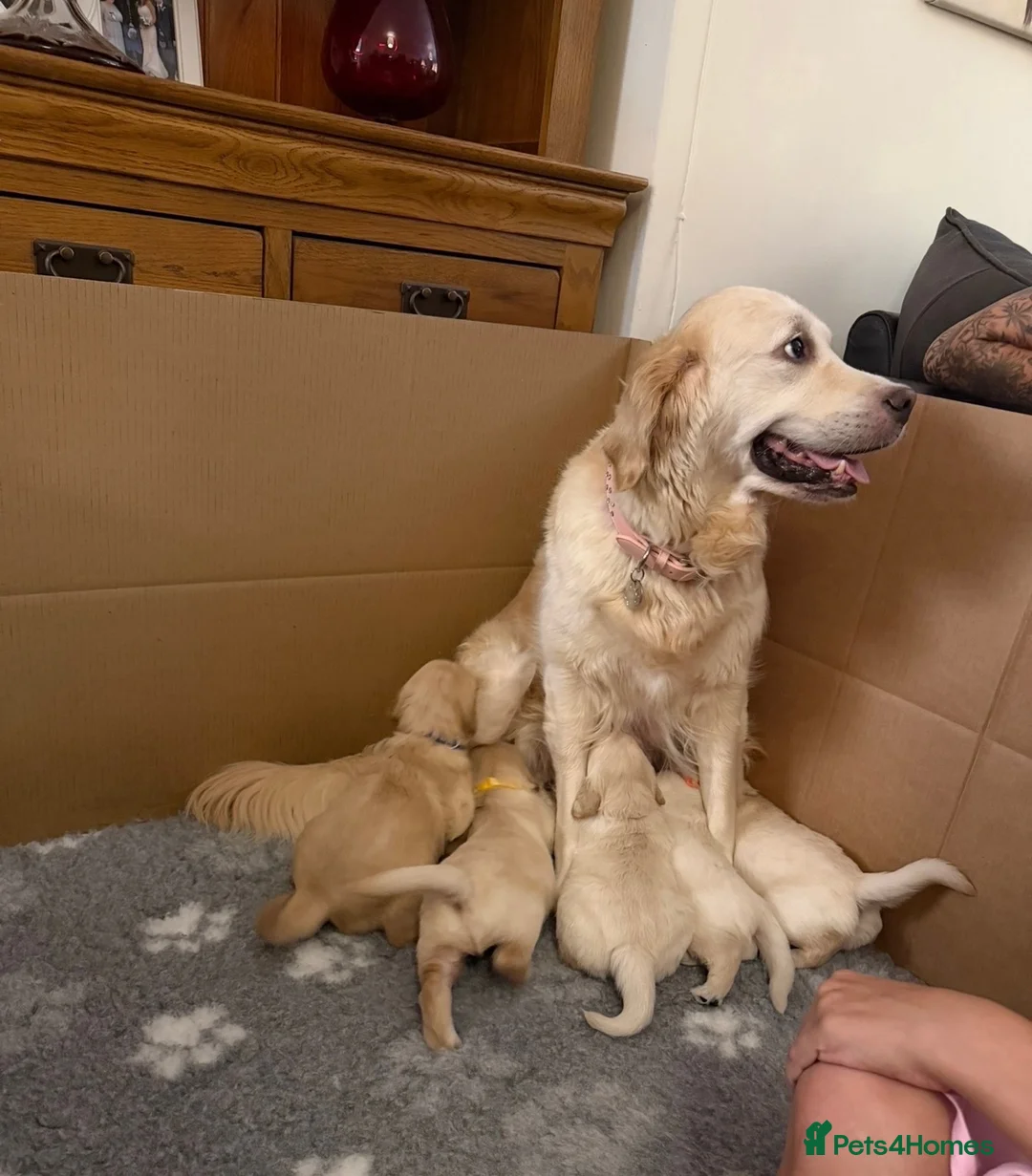 Golden Retriever dogs for sale: Royal kennel club Golden Retriever puppies in Hook - Advert 7