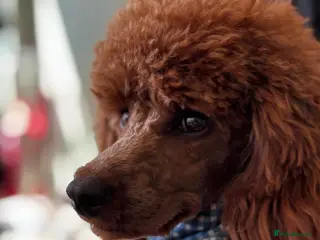 Miniature Poodle dogs Sweet Mini Poodle Stud – Archie | KC Reg & Tested - Advert 1