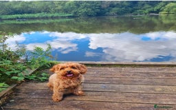 Cavapoo dogs for sale: Beautiful cavapoo looking for her forever home - Image 6