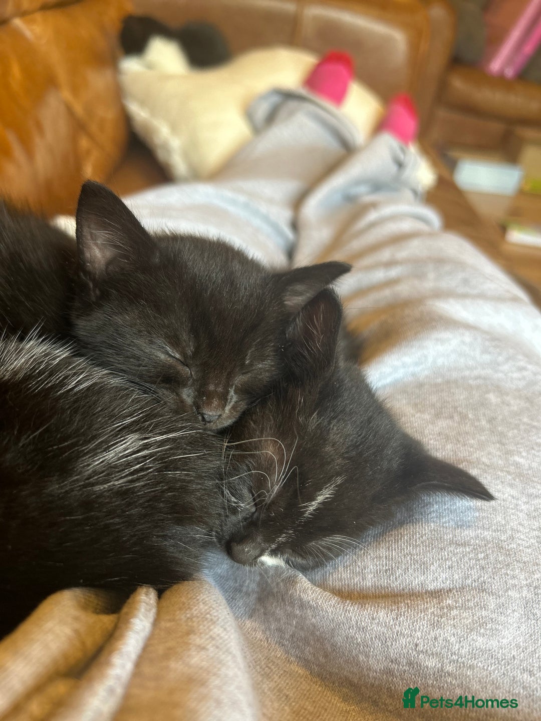 Mixed Breed cats for sale: 4 tuxedo kittens ready for new homes  - Image 8