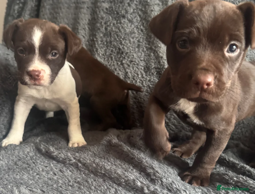 Mixed Breed dogs for sale: Healthy pups  - Advert 2