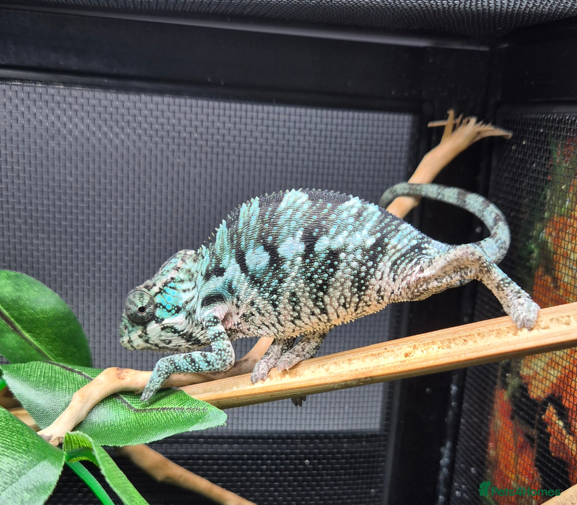 Chameleon reptiles Baby panther chameleons.  - Advert 15