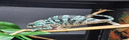 Chameleon reptiles for sale: Baby panther chameleons.  - Advert 1