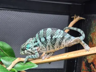 Chameleon reptiles Baby panther chameleons. - Advert 15