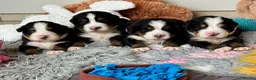 Bernese Mountain Dog dogs for sale: KC Registered Bernese Mountain Dog Puppies - Advert 15