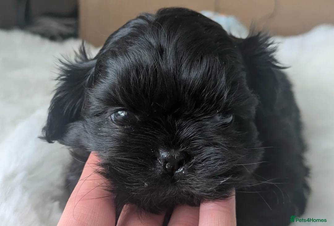 Shih Tzu dogs for sale: 2 beautiful KC imperial shih tzu boys available  - Advert 6
