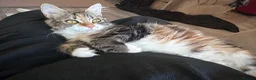 Mixed Breed cats for sale: Kittens  in Stoke-on-Trent - Advert 1