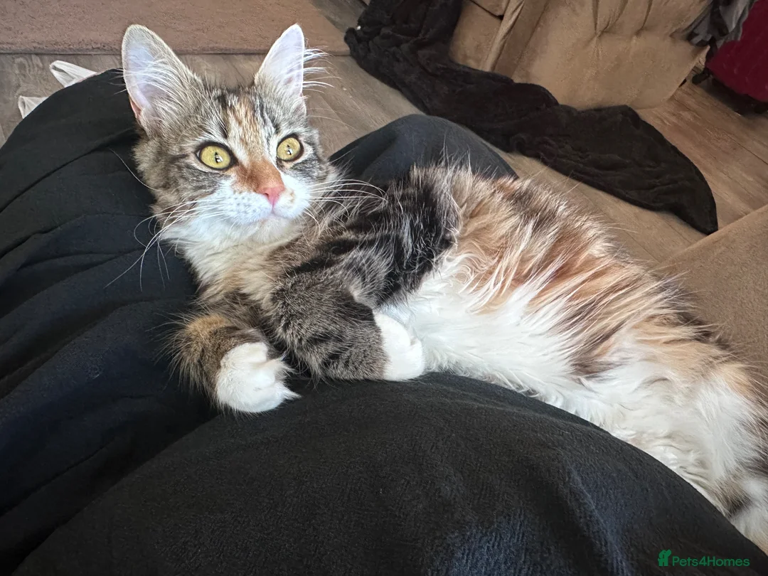 Mixed Breed cats for sale: Kittens  in Stoke-on-Trent - Advert 1