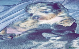 Dachshund dogs for sale: Long haired  - Image 1