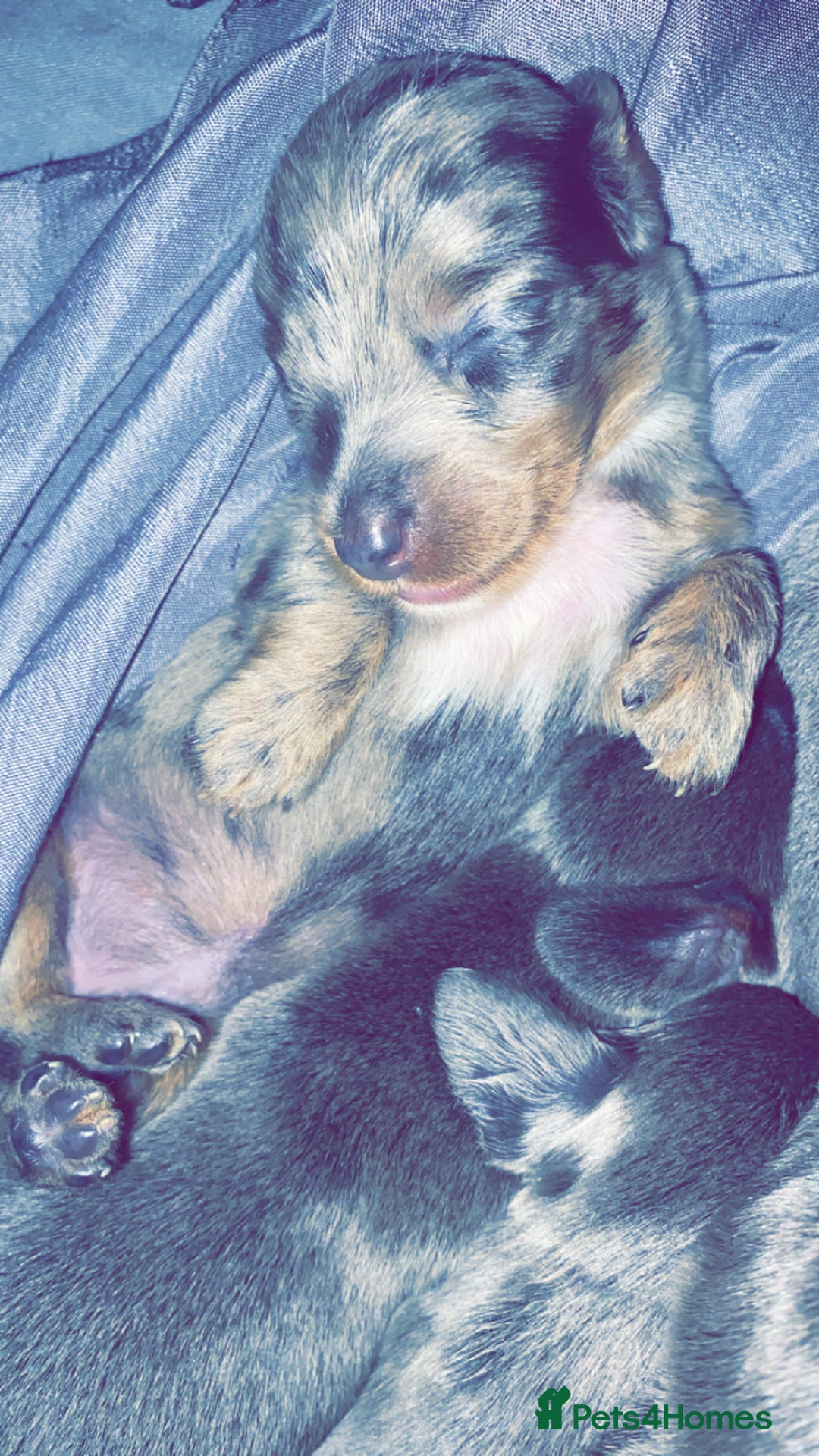 Dachshund dogs for sale: Long haired  - Image 1